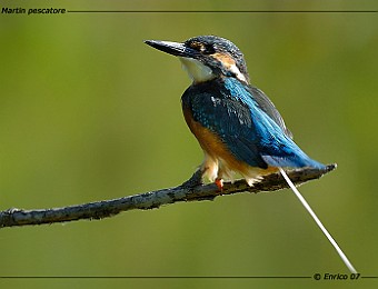 Animali 140